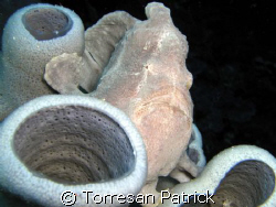 Frog fish by Torresan Patrick 